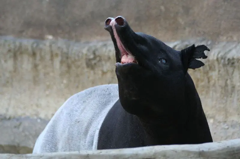 File:TapirAtSDZ.jpg