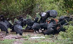 American black vultures on a cow carcass