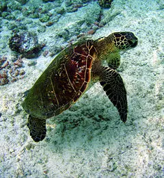 Sea Turtle New World Encyclopedia