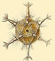 Thumbnail for version as of 01:56, 13 October 2007