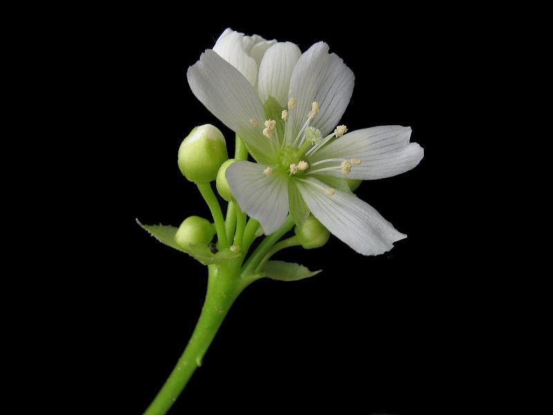 File:Dionaea muscipula bluete.jpeg