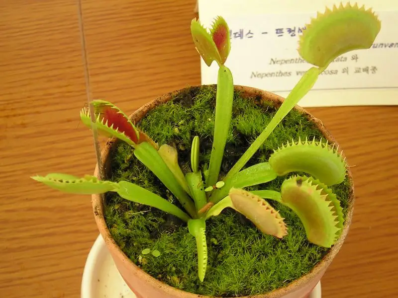 File:Flytrap.jpg