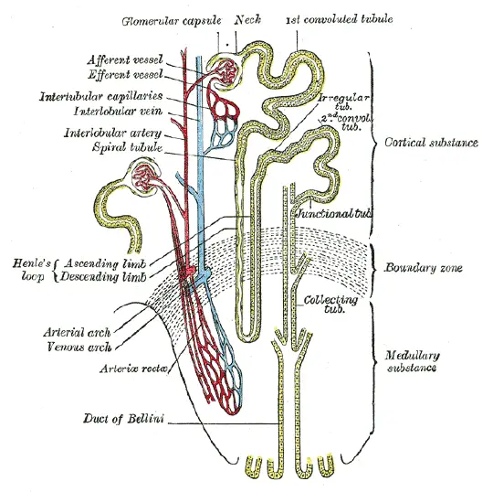 Nephron New World Encyclopedia