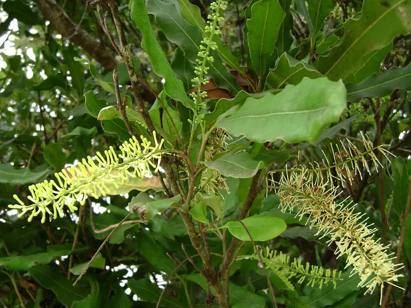 File:Macadamia integrifolia, buds.jpg
