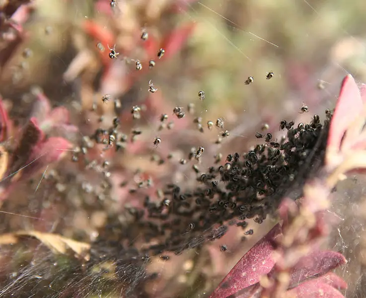 File:Spiderlings.jpg