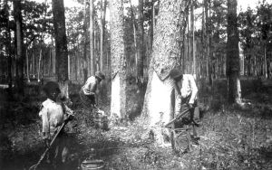 A black and white photograph of a black youth and two black men harvesting sap from pine trees in the woods