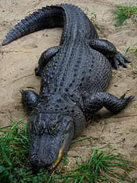 An American alligator in captivity at the Columbus Zoo