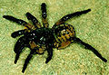 Thumbnail for version as of 23:24, 11 January 2007