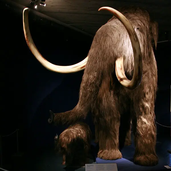File:Mammoth mg 2805.jpg
