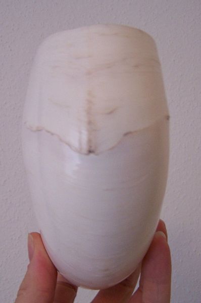 File:NautilusBottom.jpg