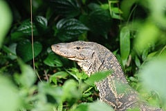 Monitor lizard - New World Encyclopedia