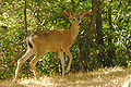 Thumbnail for version as of 20:36, 18 June 2007