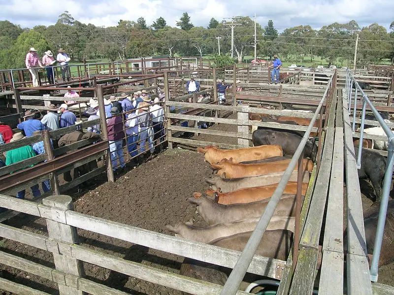 File:Cattle sale 1.JPG