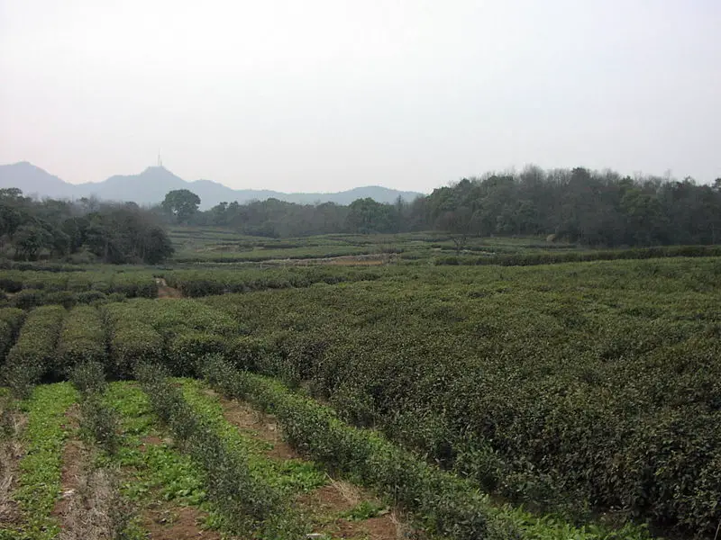File:Fields of tea.jpg
