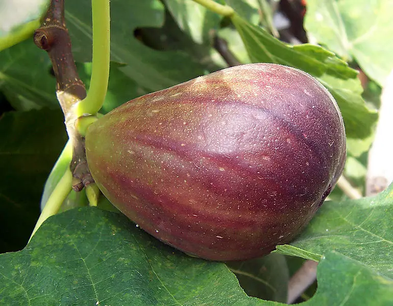 File:Fig.jpg
