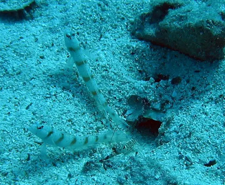 File:Goby fish with shrimp.jpg