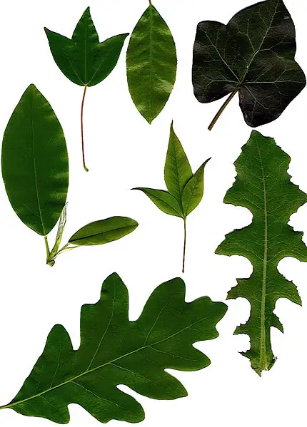 File:Leaves-scan.jpg