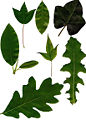 Thumbnail for version as of 23:24, 1 May 2006