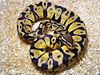 Python Regius Pastel.jpg