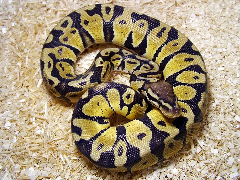 File:Python Regius Pastel.jpg