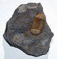 Thumbnail for version as of 13:08, 8 July 2006