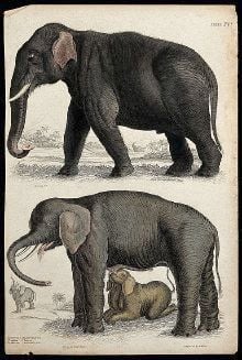 Above, an Indian elephant; below, an African elephant cow suckled by its young. Coloured etching by S. Milne after Captain T. Brown and E. Marechal.