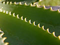 Thumbnail for version as of 01:16, 3 May 2007
