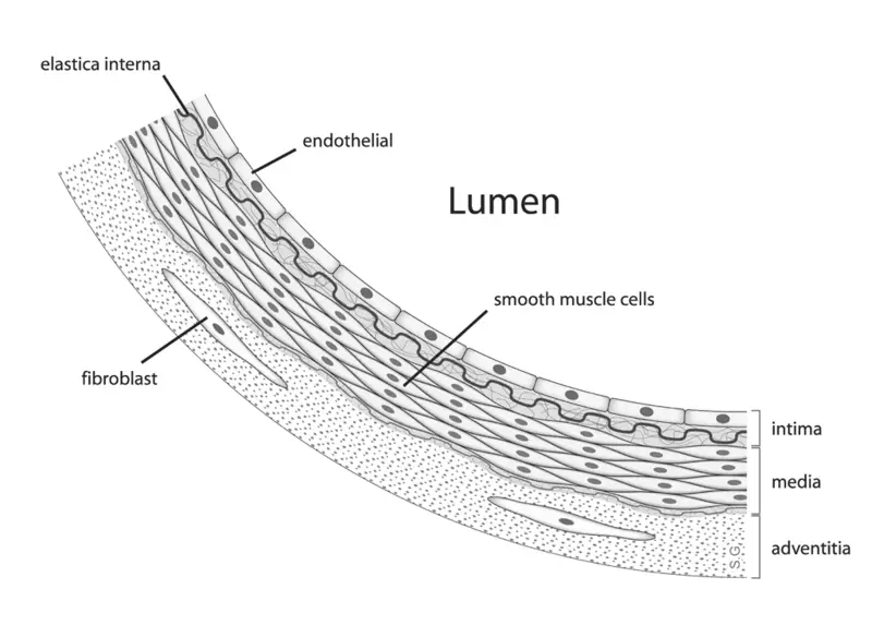 File:Anatomy artery.png