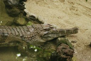 Crocodile - New World Encyclopedia