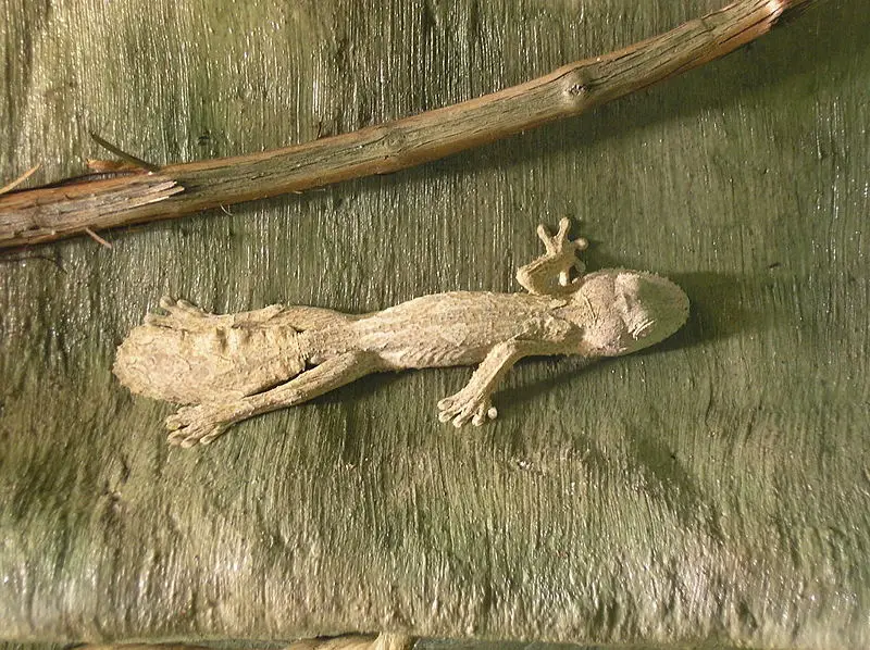 File:Leaf Tailed Gecko P9240101.JPG