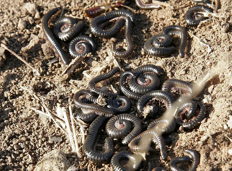 File:Millipedes.jpg