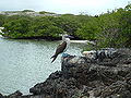 Thumbnail for version as of 05:58, 20 May 2007