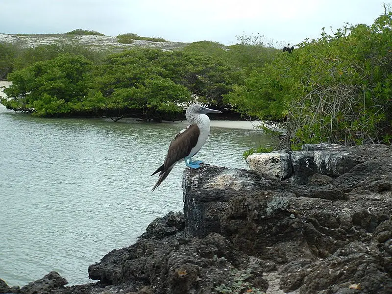 File:PiqueroPAzul.JPG