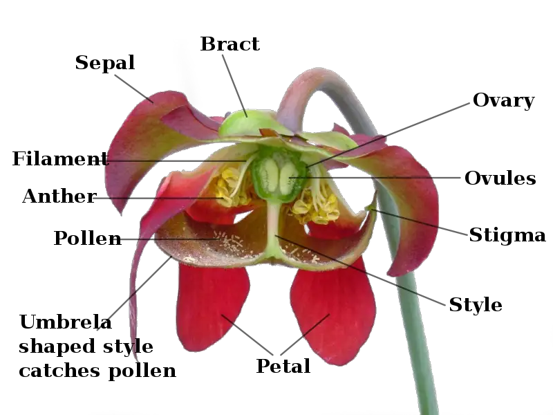 File:Sarracenia flower notitles.svg