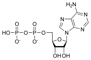 Nucleotide - New World Encyclopedia