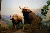A bull gaur diorama at the American Museum of Natural History
