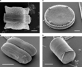 Thumbnail for version as of 22:47, 10 July 2008