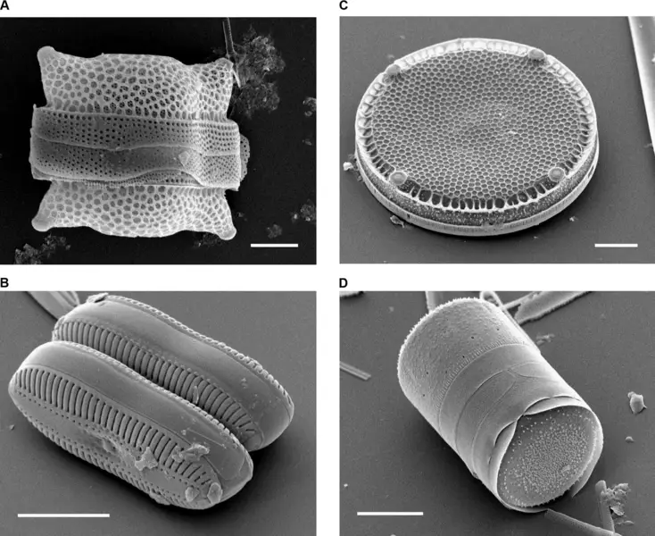 File:Diatoms.png