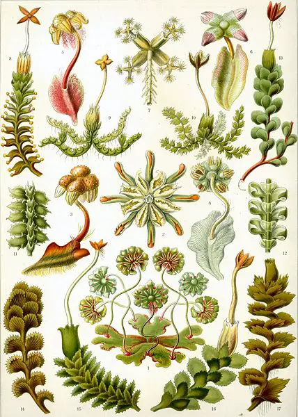 File:Haeckel Hepaticae.jpg