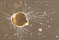 Thumbnail for version as of 22:18, 22 August 2008