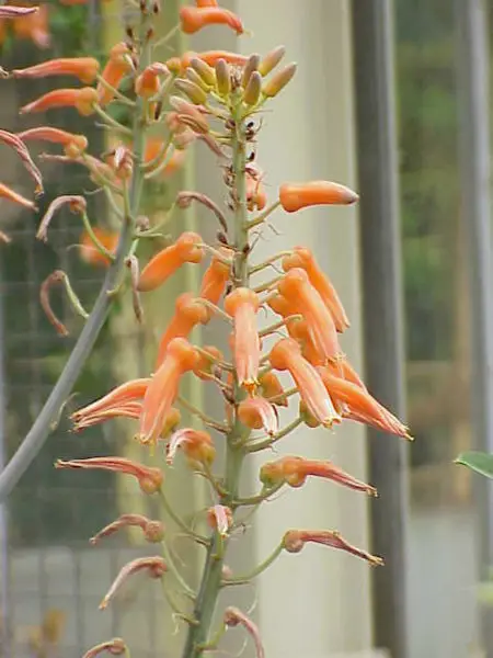 File:Aloe lateritia0.jpg