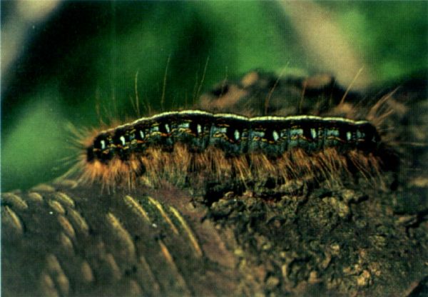Tent caterpillar - New World Encyclopedia
