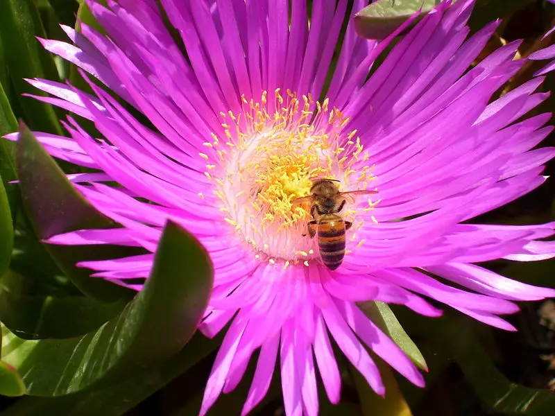 File:Honeybee gathering nectar.jpg