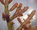Thumbnail for version as of 15:42, 11 November 2008