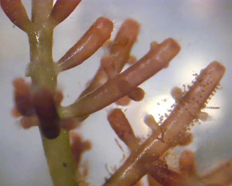 File:Laurencia--red algae--Archaean.jpg