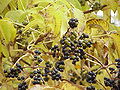 Thumbnail for version as of 16:40, 8 December 2007