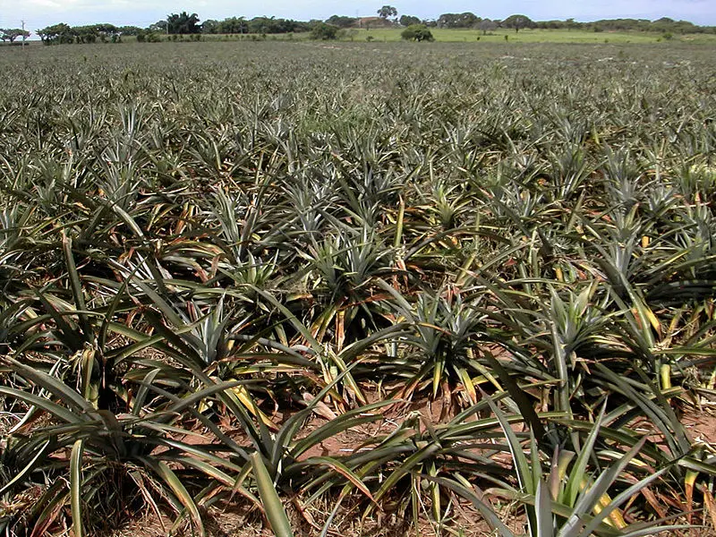 File:Pineapple field.jpg