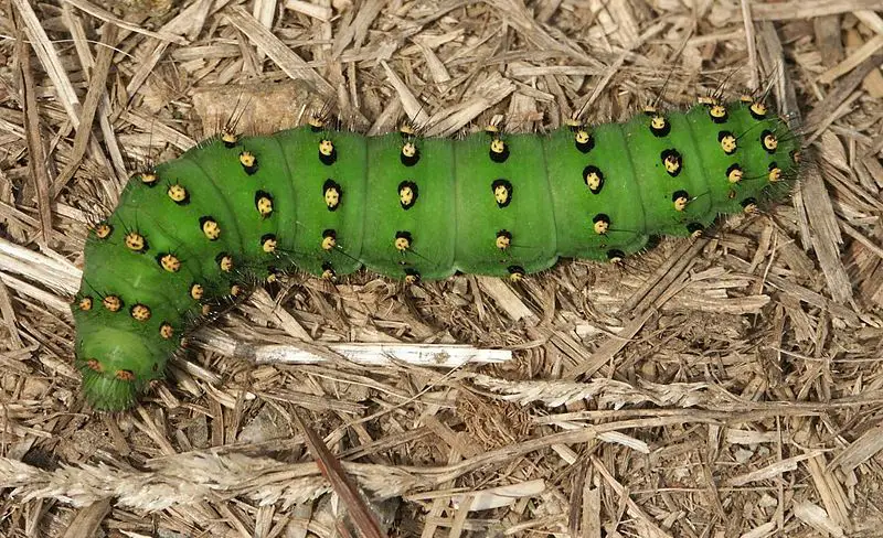 File:Saturnia pavonia.JPG