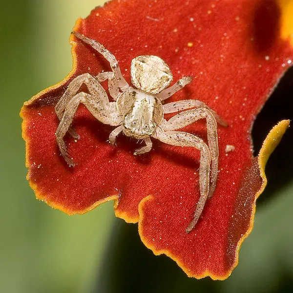 File:Xysticus.spec.6890.jpg