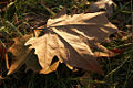 Thumbnail for version as of 23:22, 1 May 2006